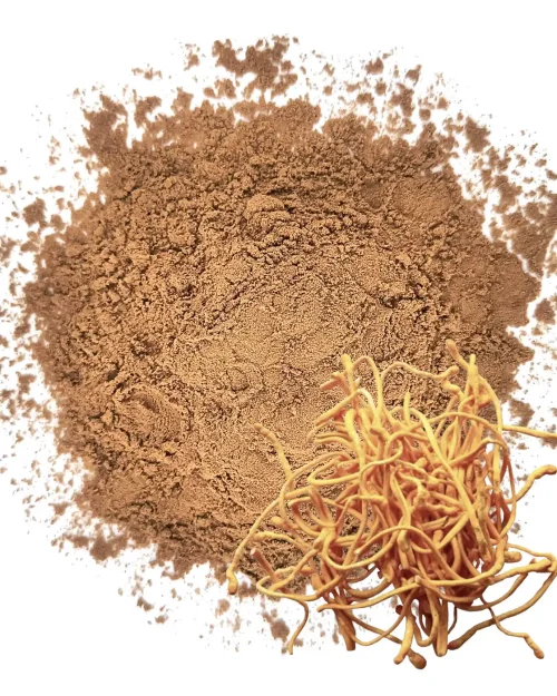 Cordyceps Orgánico Polvo Puro x 100 grs.